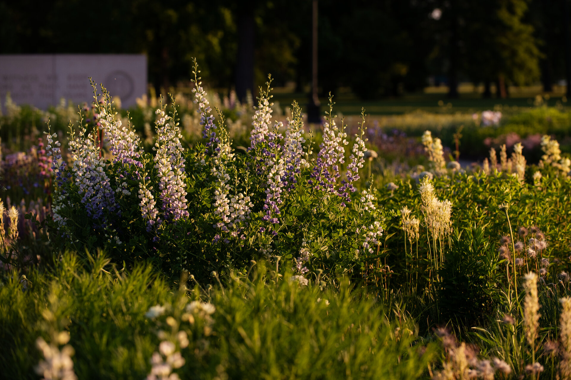 Baptisia x 'Lunar Eclipse'